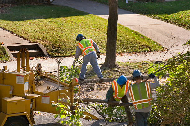 How Our Tree Care Process Works  in Mecca, CA